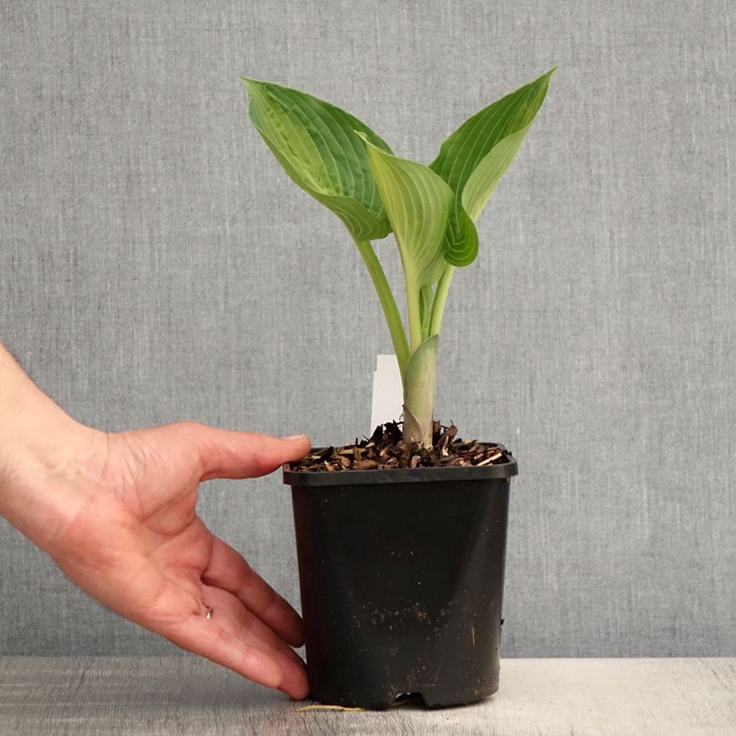 Spécimen de Hosta Goldbrook Glimmer Pot de 1,5L/2L tel que livré au printemps