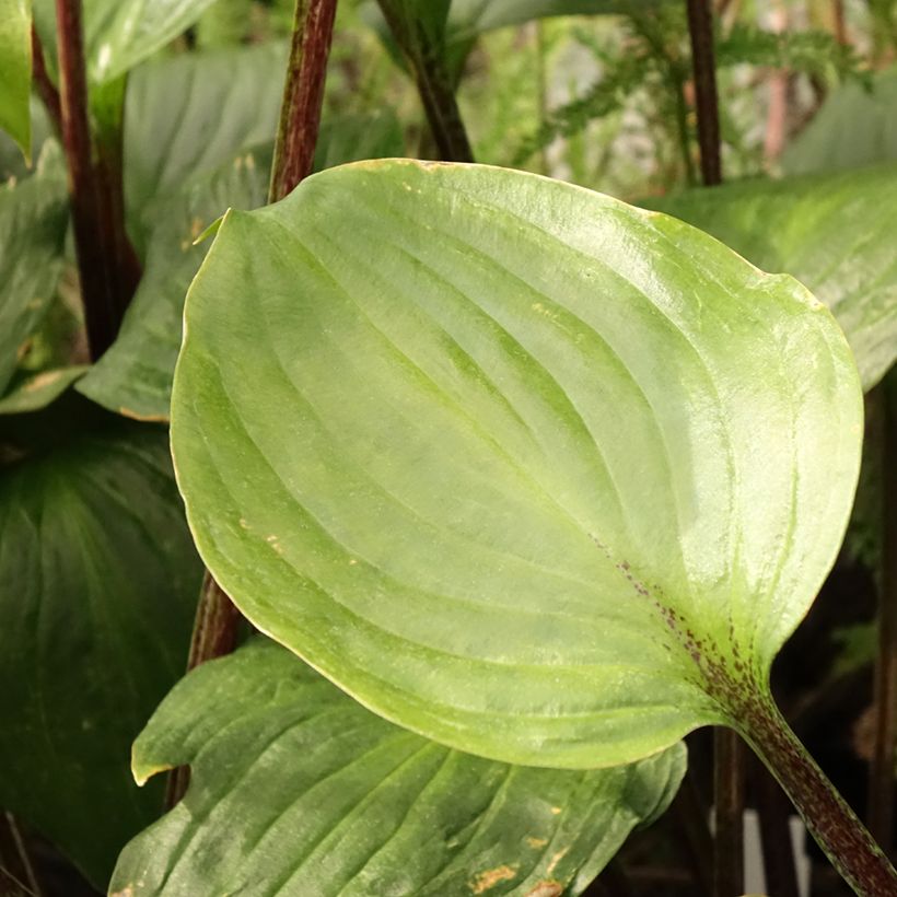Hosta Gooseberry Sundae (Feuillage)