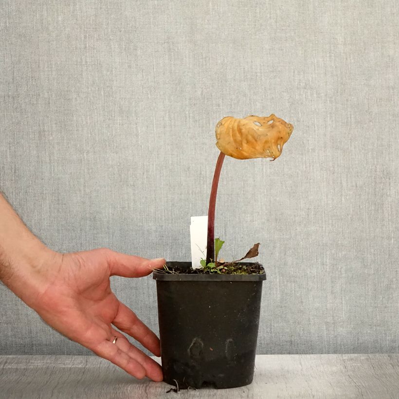 Spécimen de Hosta Gooseberry Sundae Pot de 1,5L/2L tel que livré en automne