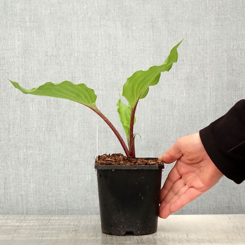 Hosta Gooseberry Sundae Vaso da 1,5L/2L esemplare consegnato in primavera