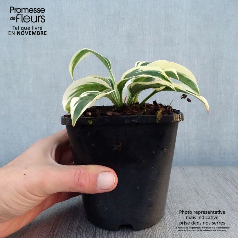 Spécimen de Hosta Great Escape Pot de 1,5L/2L tel que livré en automne