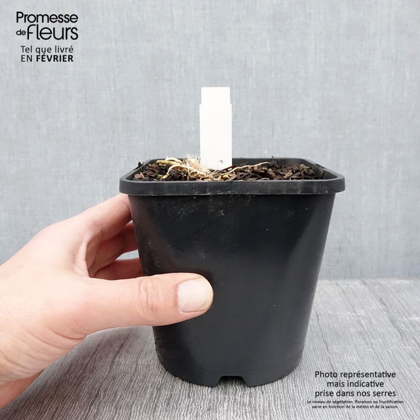 Spécimen de Hosta Great Expectations Pot de 1,5L/2L tel que livré en hiver