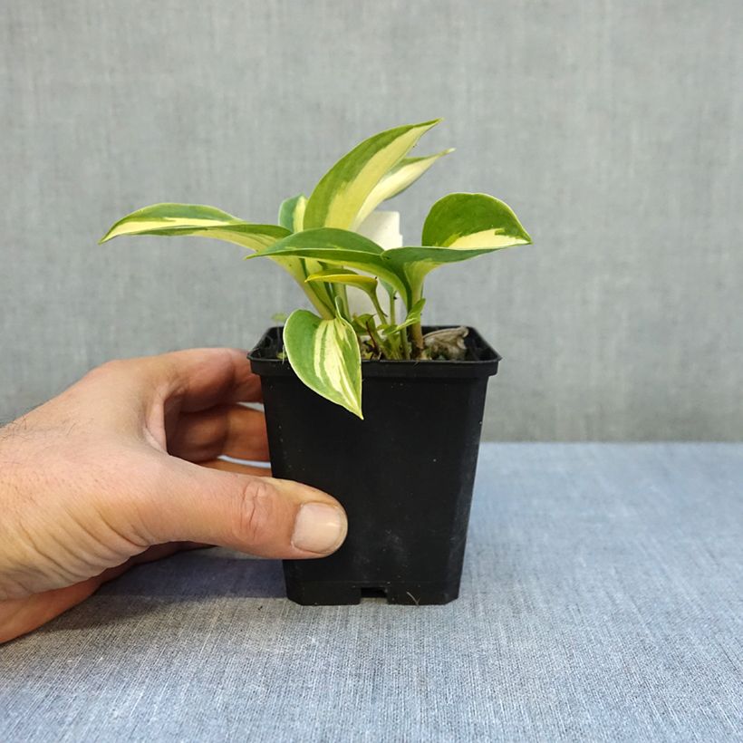 Spécimen de Hosta Great Expectations Godet de 8/9 cm tel que livré en automne