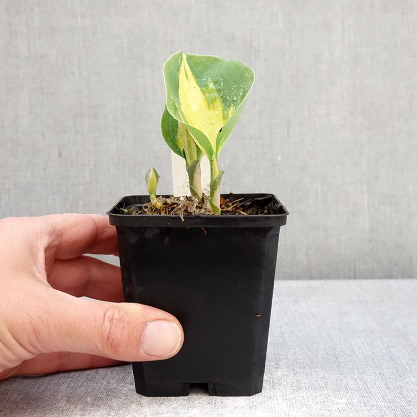 Spécimen de Hosta Great Expectations Godet de 8/9 cm tel que livré au printemps