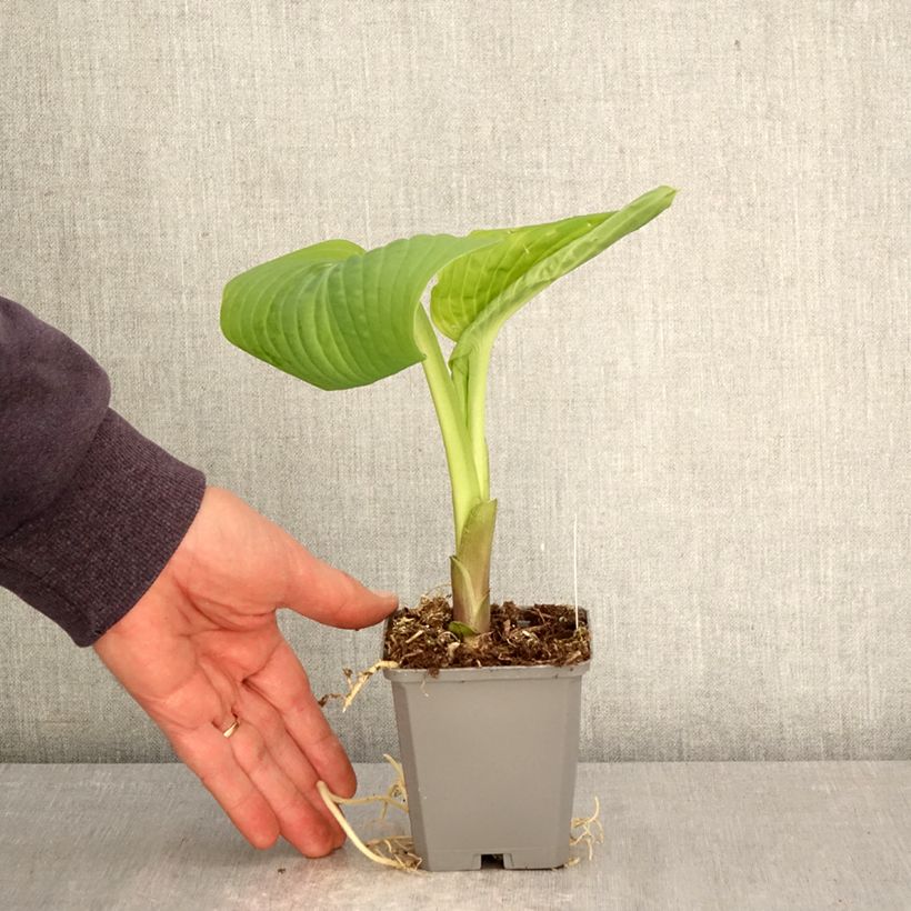 Spécimen de Hosta Guacamole Godet de 8/9 cm tel que livré au printemps