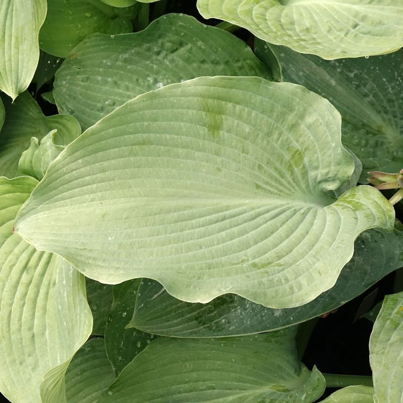 Hosta Guardian Angel (Feuillage)