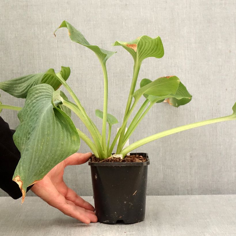 Spécimen de Hosta Guardian Angel Pot de 1,5L/2L tel que livré en automne