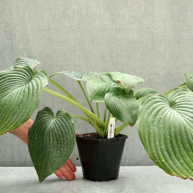 Spécimen de Hosta Guardian Angel Pot de 1,5L/2L tel que livré en été