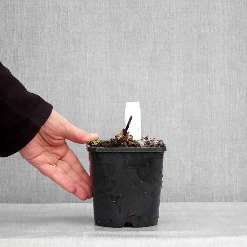 Spécimen de Hosta Guardian Angel Pot de 1,5L/2L tel que livré en hiver
