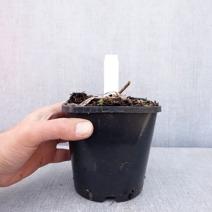 Spécimen de Hosta Guardian Angel Pot de 1,5L/2L tel que livré au printemps