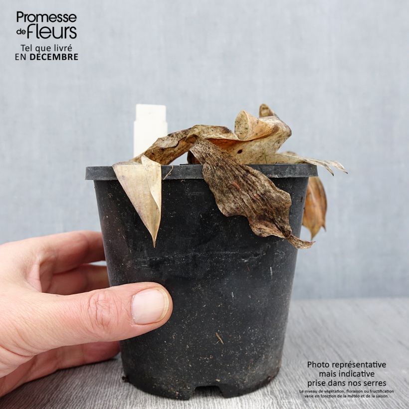 Spécimen de Hosta tardiana Halcyon - Hosta bleu Pot de 1,5L/2L tel que livré en automne
