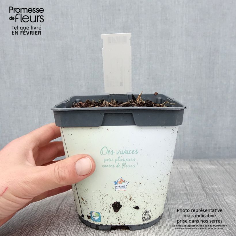 Spécimen de Hosta tardiana Halcyon - Hosta bleu Pot de 1L/1,5L tel que livré en hiver