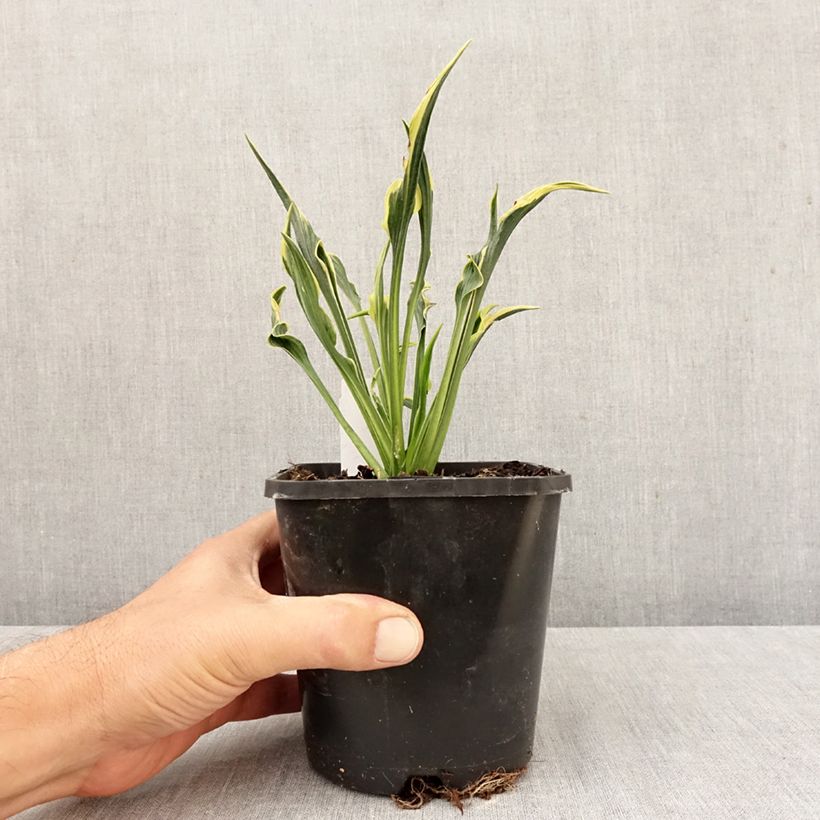 Spécimen de Hosta Hands Up Pot de 1,5L/2L tel que livré en automne