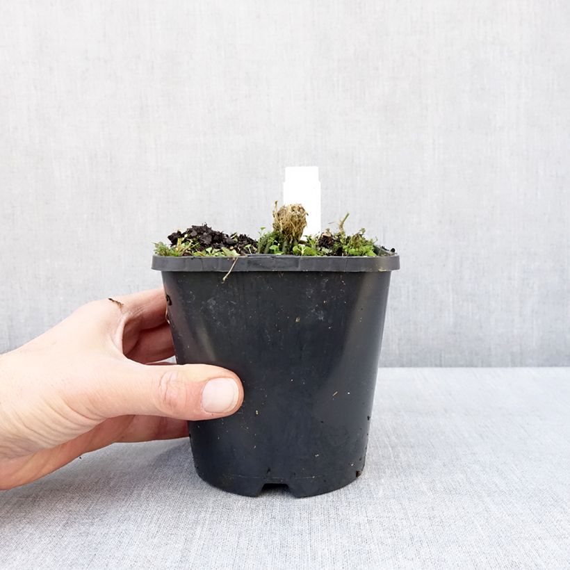 Spécimen de Hosta Hands Up Pot de 1,5L/2L tel que livré en hiver