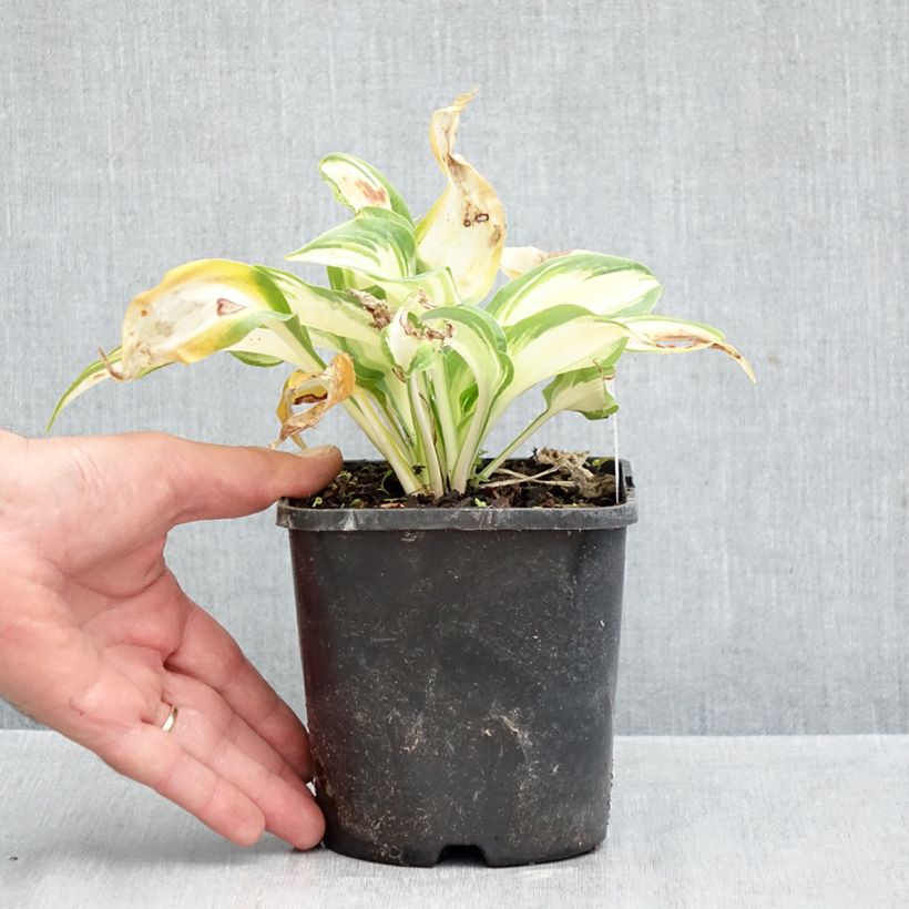 Spécimen de Hosta Hans Pot de 1,5L/2L tel que livré en automne