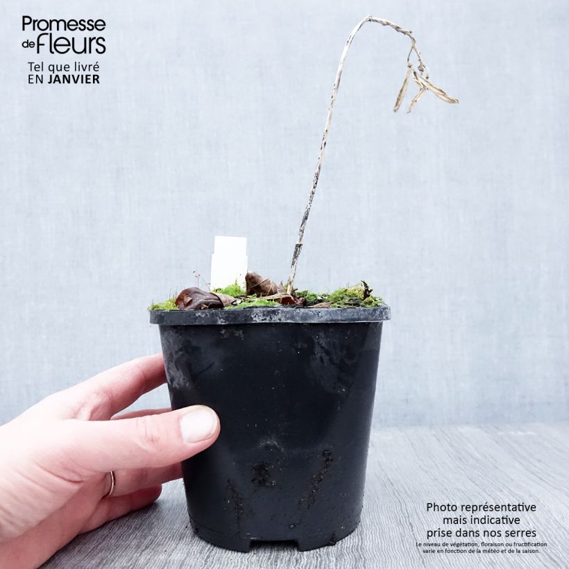 Spécimen de Hosta Hans Pot de 1,5L/2L tel que livré en hiver