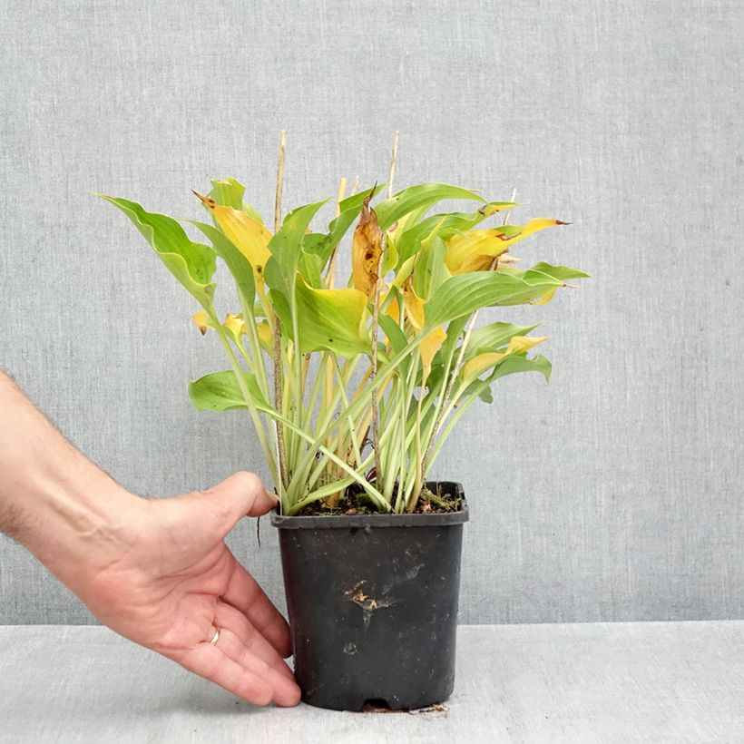 Spécimen de Hosta Harry Van Trier Pot de 1,5L/2L tel que livré en automne