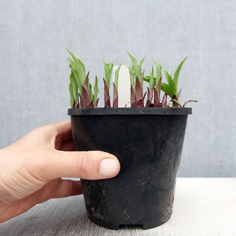 Hosta Harry Van Trier Vaso da 1,5L/2L esemplare consegnato in primavera