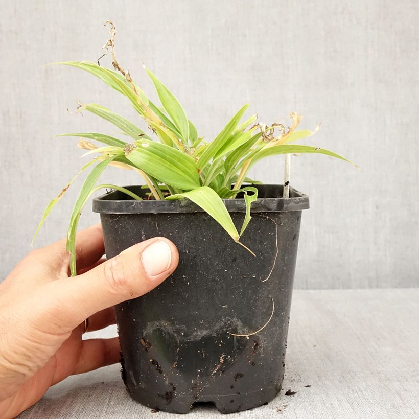 Spécimen de Hosta Hyuga Urajiro Pot de 1,5L/2L tel que livré en automne