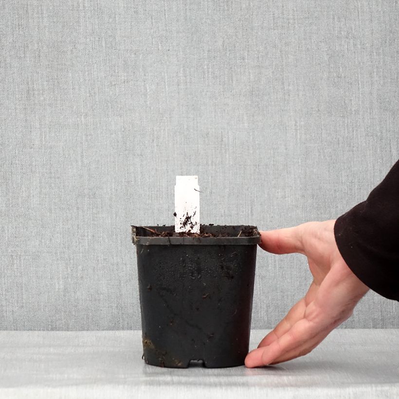 Spécimen de Hosta Hyuga Urajiro Pot de 1,5L/2L tel que livré en hiver