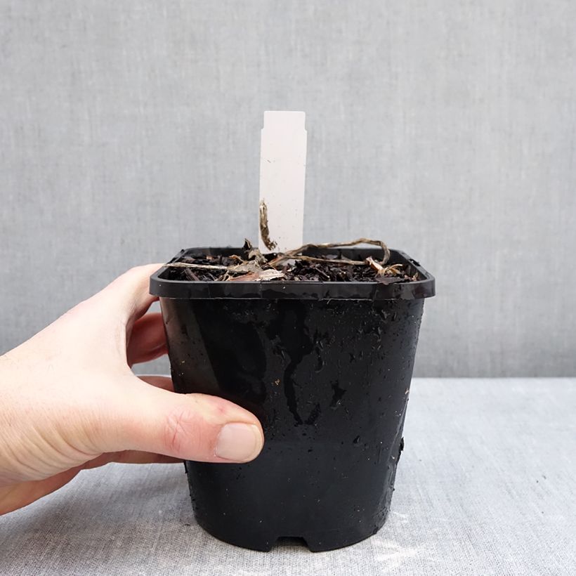 Spécimen de Hosta Improved White Feather Pot de 1,5L/2L tel que livré en hiver