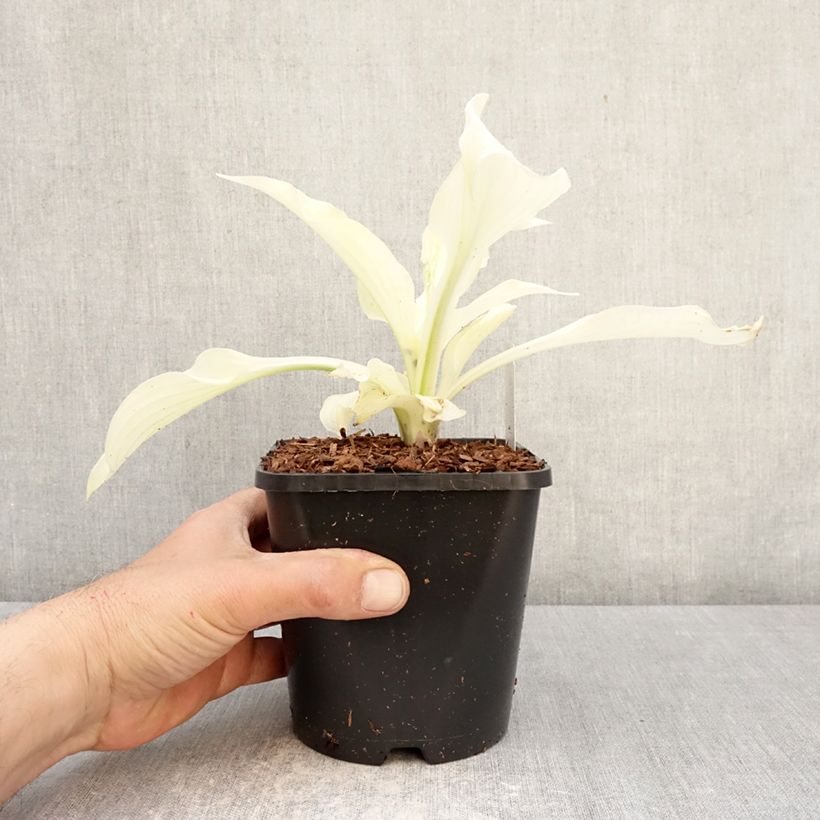 Spécimen de Hosta Improved White Feather Pot de 1,5L/2L tel que livré au printemps