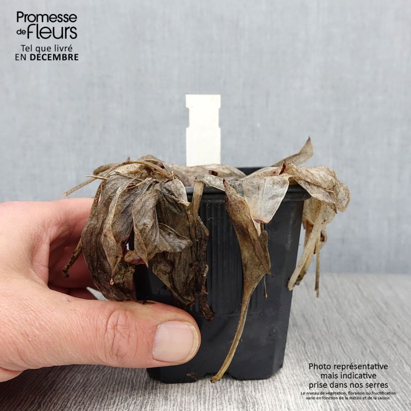 Spécimen de Hosta June Godet de 8/9 cm tel que livré en automne