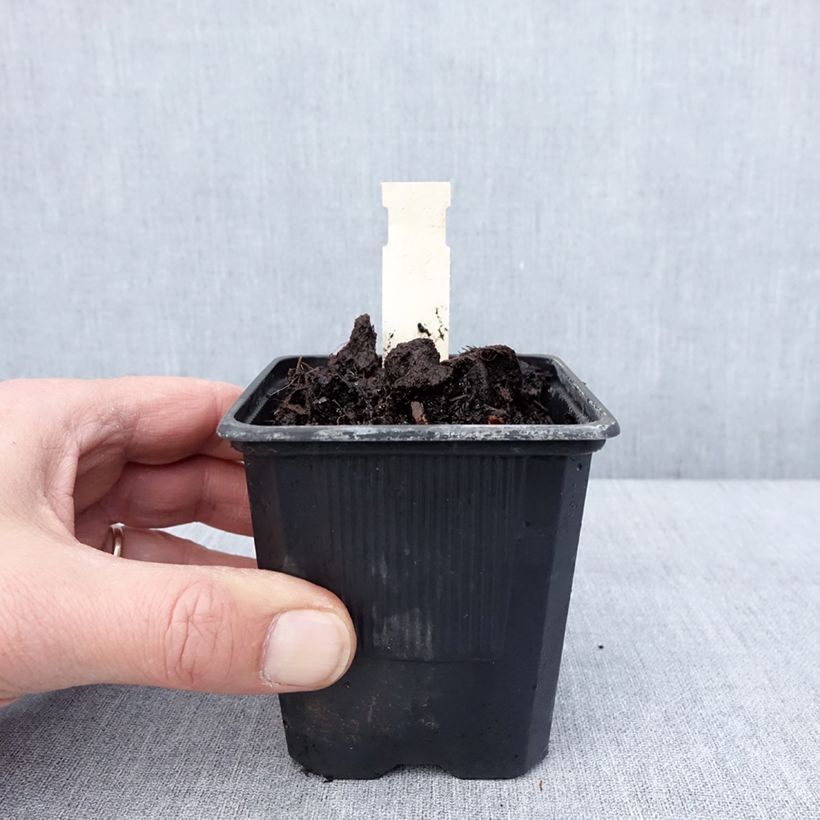 Spécimen de Hosta June Godet de 8/9 cm tel que livré en hiver