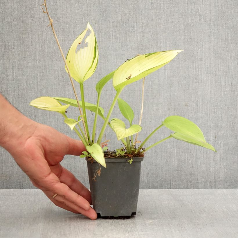 Spécimen de Hosta June Fever Godet de 8/9 cm tel que livré en automne