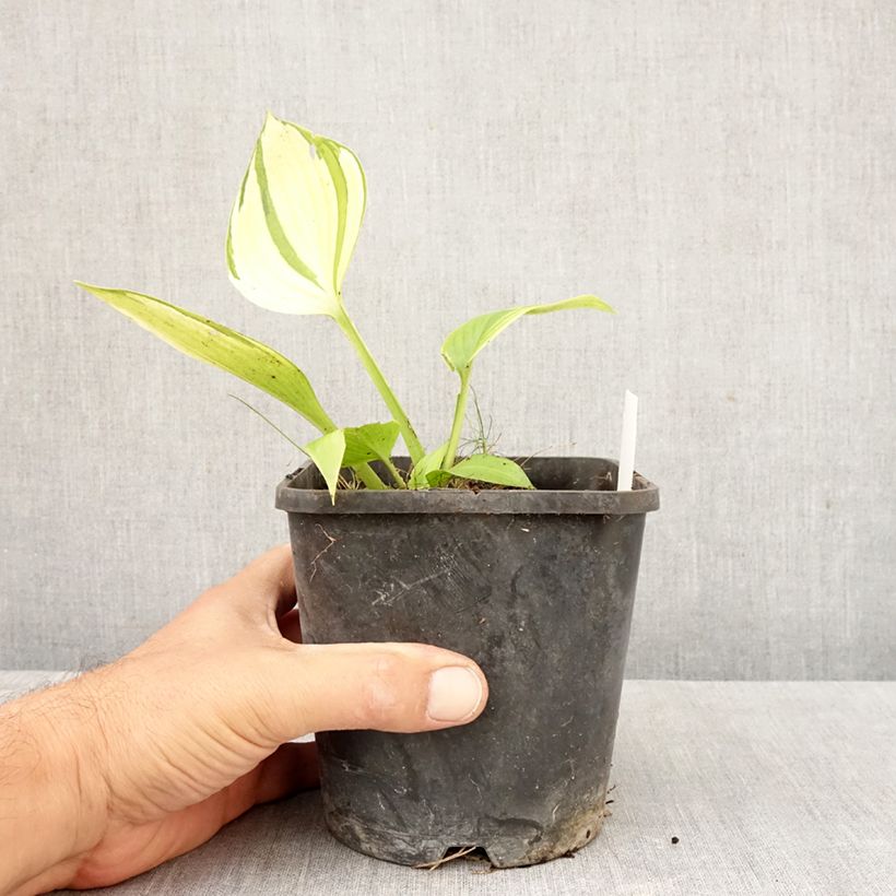 Spécimen de Hosta June Fever Pot de 1,5L/2L tel que livré en automne
