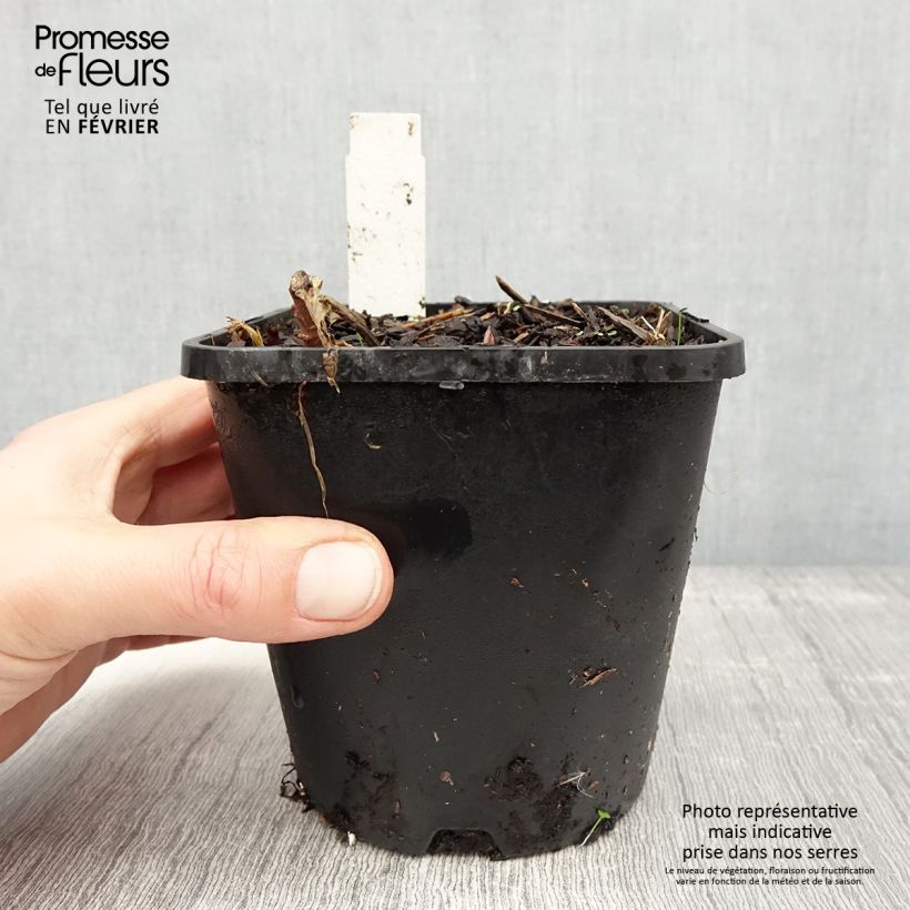 Hosta tardiana June Fever Vaso da 1,5L/2L esemplare consegnato in inverno