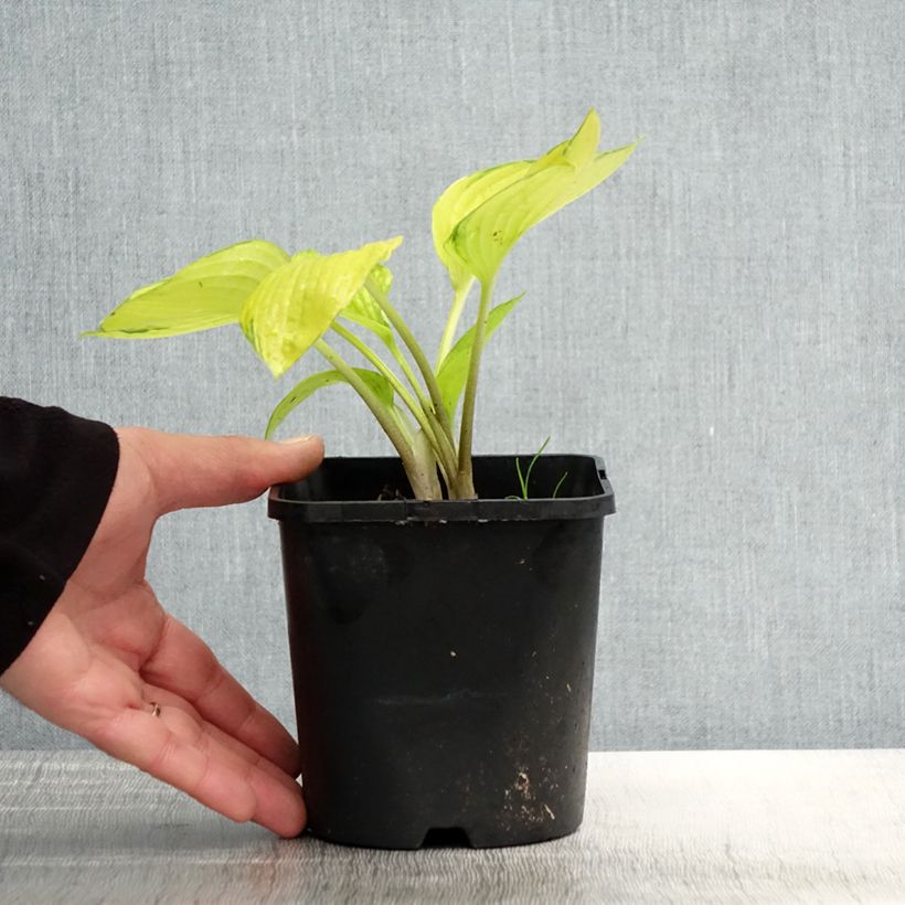 Amostra de Hosta tardiana June Fever Vaso de 1,5 L/2 L tal como entregue na primavera
