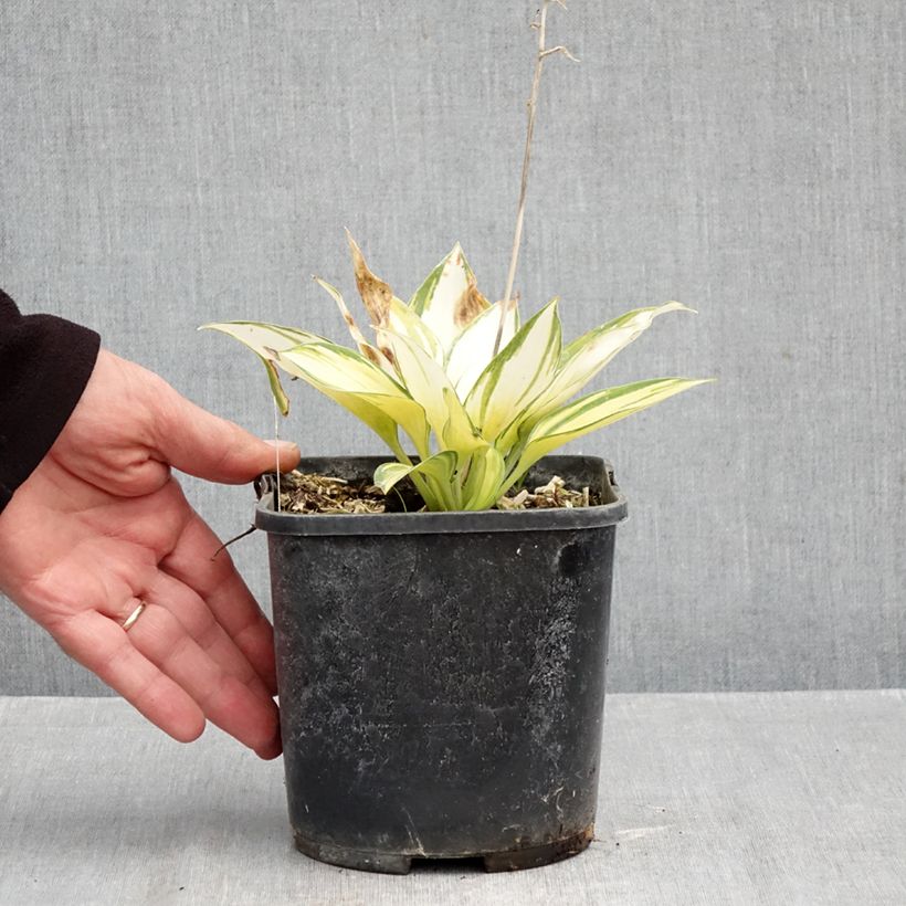 Spécimen de Hosta June Pot de 2L/3L tel que livré en automne