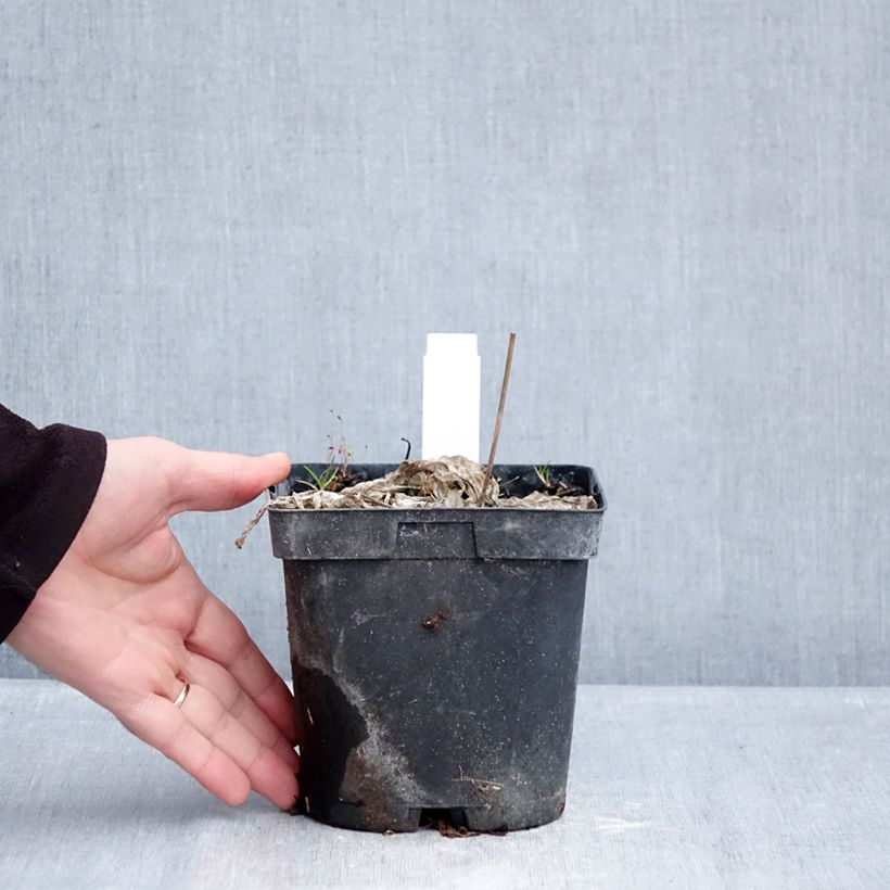 Spécimen de Hosta June Pot de 2L/3L tel que livré en hiver