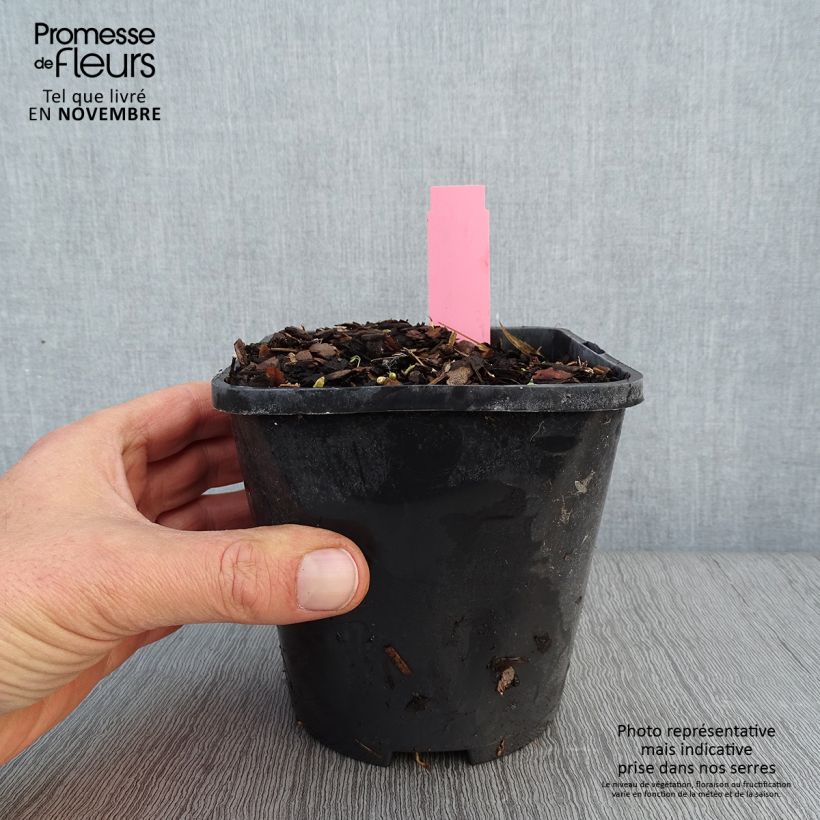 Spécimen de Hosta Jurassic Park - Hosta géant Pot de 1,5L/2L tel que livré en automne