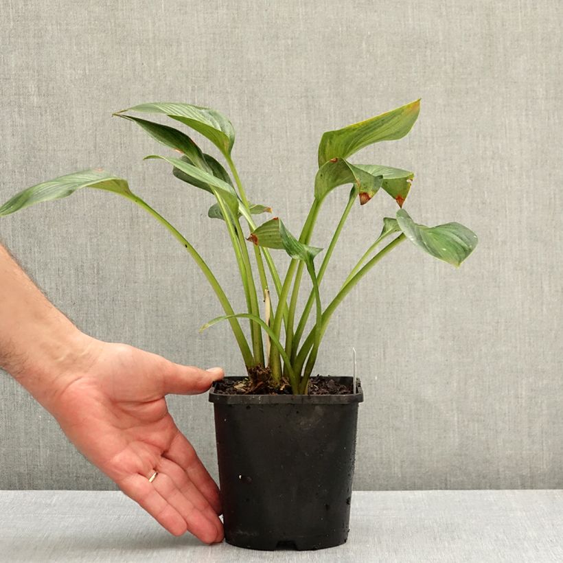 Spécimen de Hosta Justine Pot de 1,5L/2L tel que livré en automne