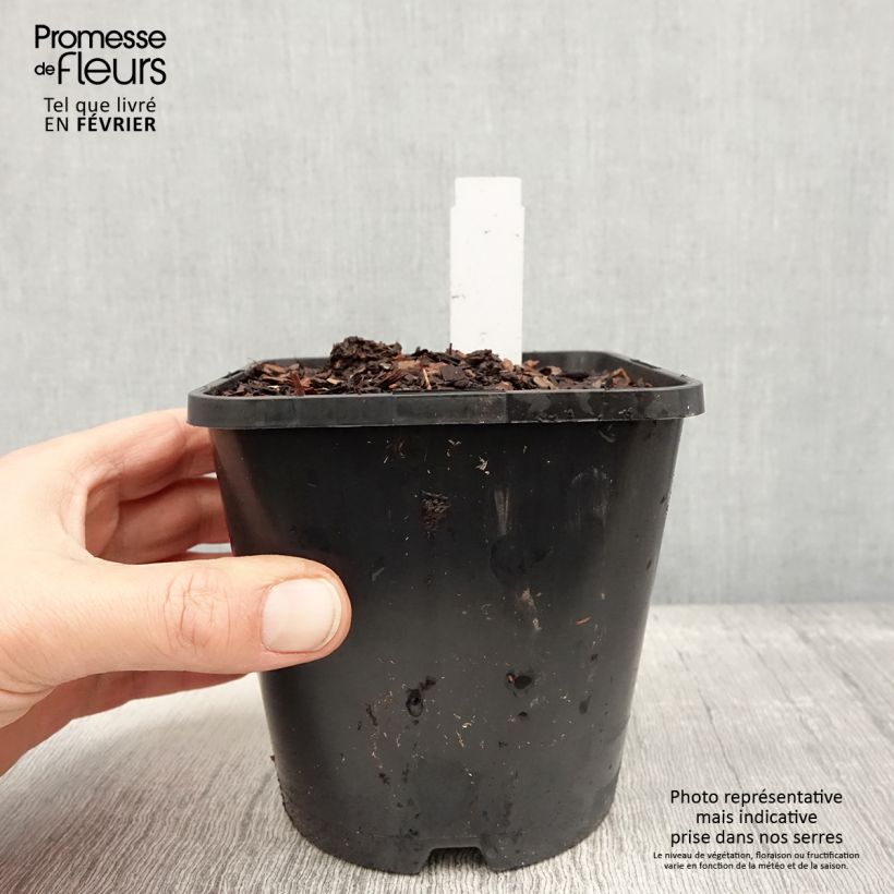 Hosta Justine 1.5L/2L pot sample as delivered in winter