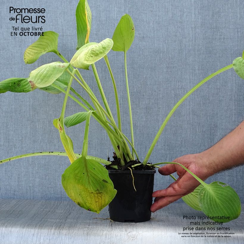 Spécimen de Hosta Ki Ren Jyaku Pot de 1,5L/2L tel que livré en automne