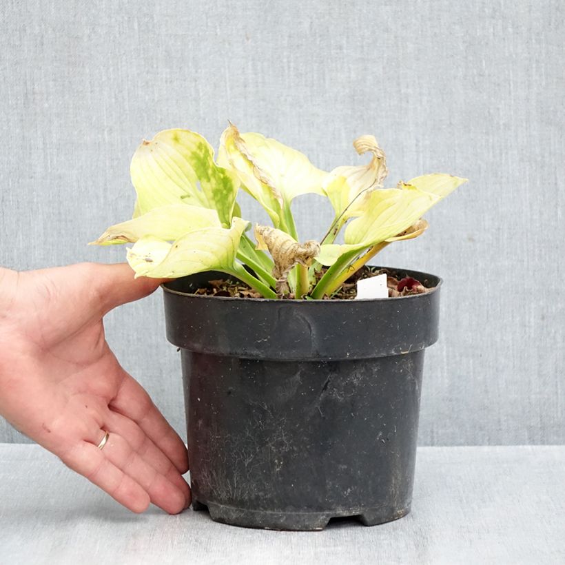 Spécimen de Hosta Ki Ren Jyaku Pot de 1,5L/2L tel que livré en automne