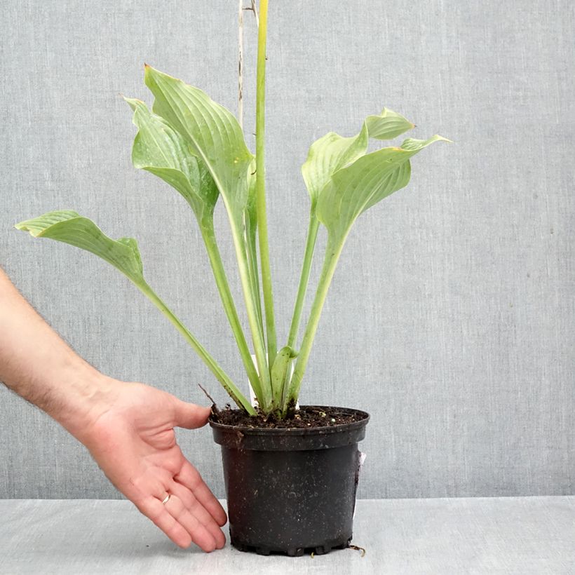 Spécimen de Hosta Krossa Regal Pot de 2L/3L tel que livré en automne