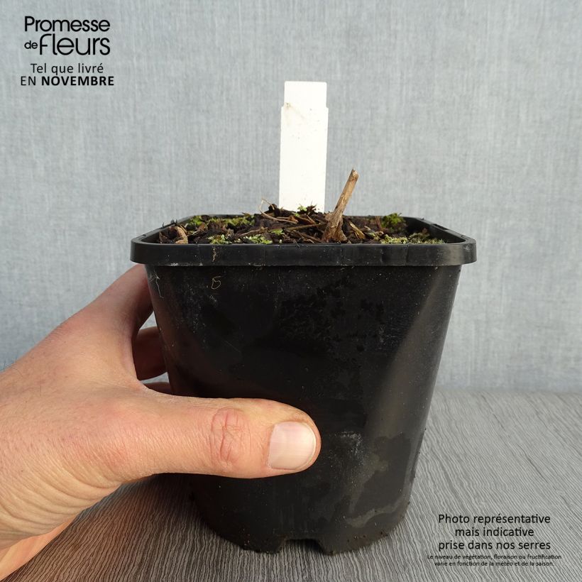 Spécimen de Hosta Lady in Red Pot de 1,5L/2L tel que livré en automne