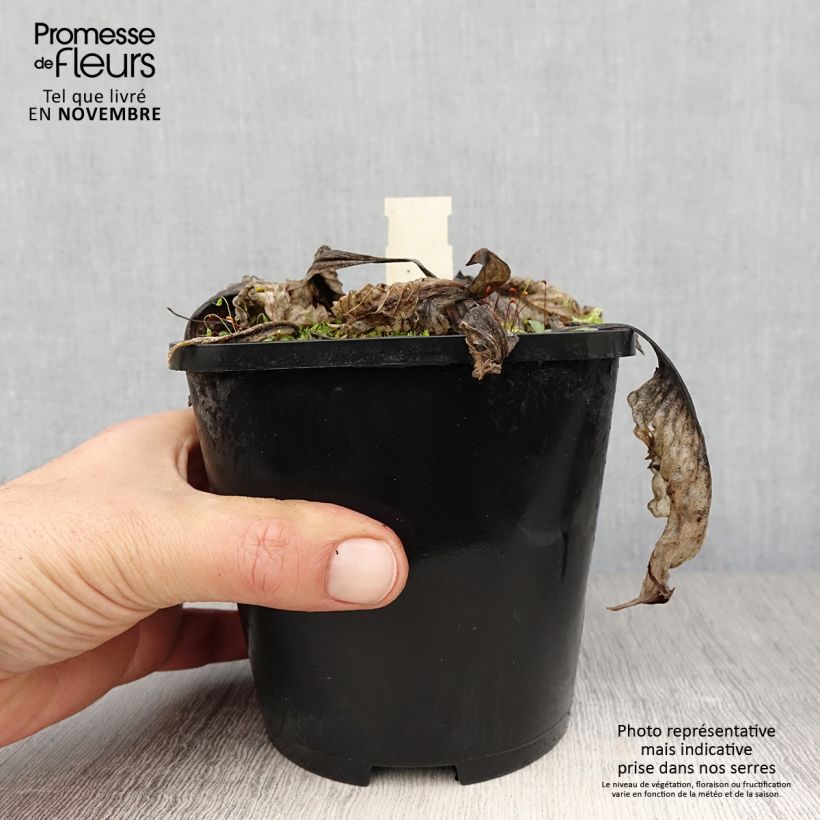 Spécimen de Hosta Lakeside Prophecy Fulfilled Pot de 1,5L/2L tel que livré en automne