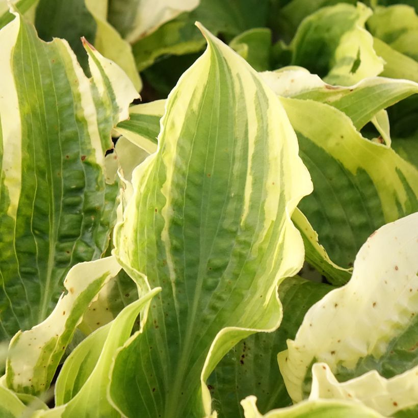 Hosta Lakeside Prophecy Fulfilled (Feuillage)