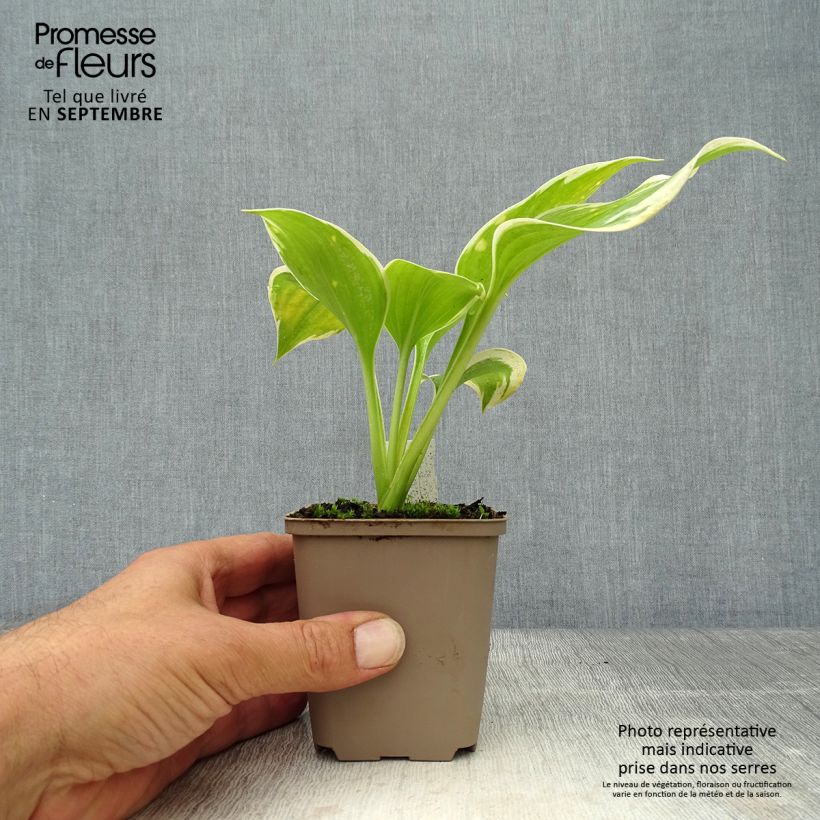 Spécimen de Hosta Liberty Godet de 8/9 cm tel que livré en automne