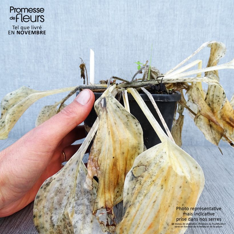 Spécimen de Hosta Liberty Pot de 1,5L/2L tel que livré en automne