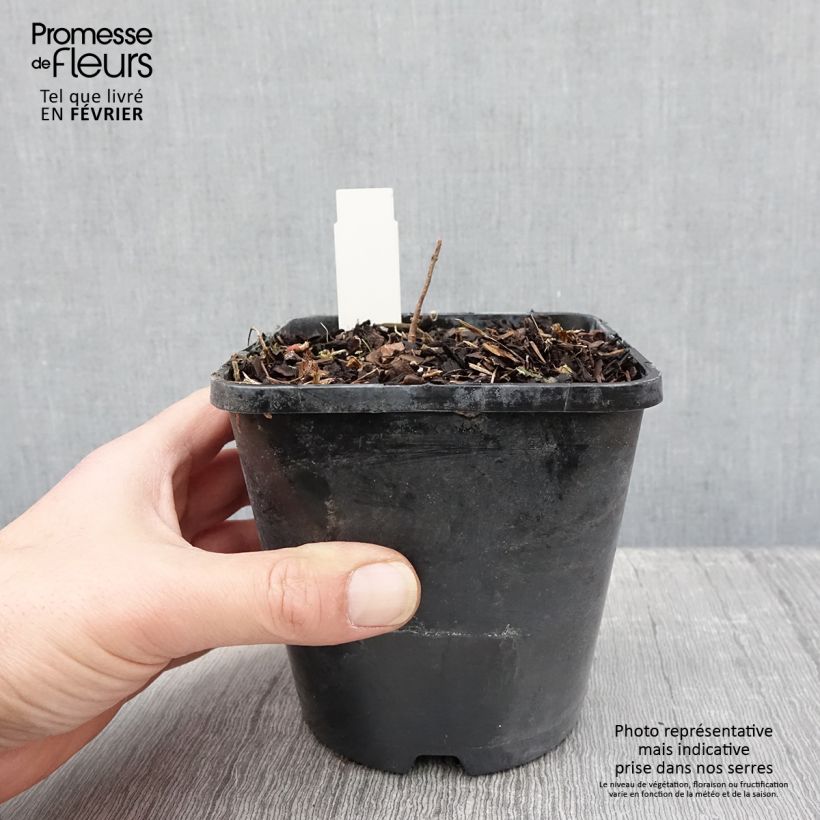 Spécimen de Hosta Liberty Pot de 1,5L/2L tel que livré en hiver