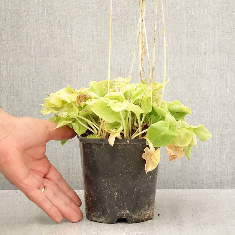 Spécimen de Hosta Limey Lisa Pot de 1,5L/2L tel que livré en automne