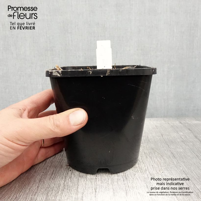 Exemplar von Hosta Limey Lisa - Garten-Funkie Topf mit 1,5L/2L wie im Winter geliefert