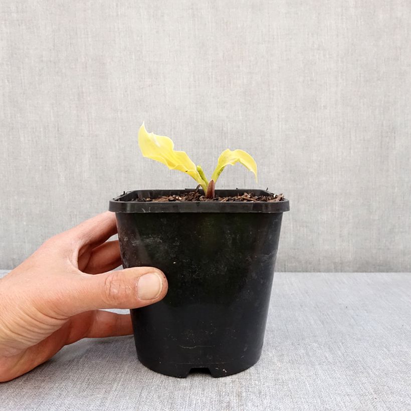 Hosta Lipstick Blonde Vaso da 1,5L/2L esemplare consegnato in primavera