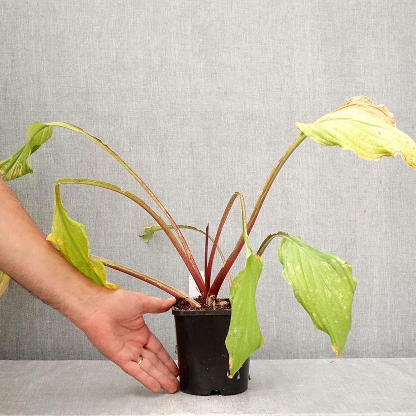 Spécimen de Hosta Lipstick Kiss Pot de 1,5L/2L tel que livré en automne